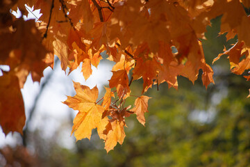 autumn leaves on the tree