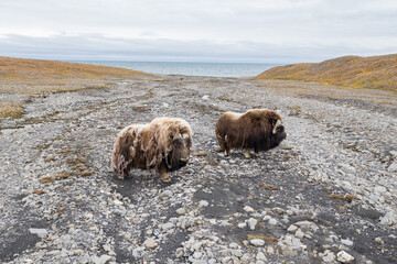 Musk oxen in the Arctic Wrangel island