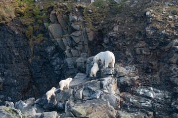 Polar bears in the arctic