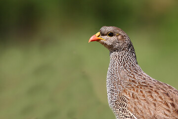 Natalfrankolin / Natal francolin / Francolinus natalensis.