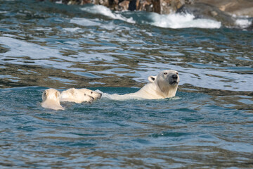 Fototapeta premium Polar bears in the arctic