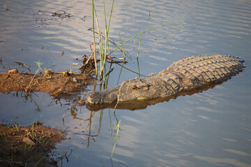 Nilkrokodil / Nile crocodile / Crocodylus niloticus