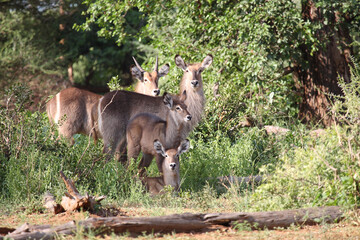 Wasserbock / Waterbuck / Kobus ellipsiprymnus.....