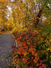 Naklejka premium autumn in the park
