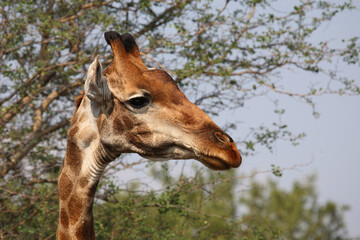 Giraffe / Giraffe / Giraffa camelopardalis