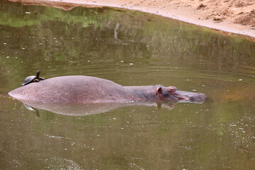 Fototapeta premium Flußpferd und Starrbrust-Pelomeduse / Hippopotamus and Marsh or Helmeted turtle / Hippopotamus amphibius et Pelomedusa subrufa