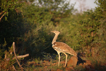 Riesentrappe / Kori bustard / Andreotis kori.