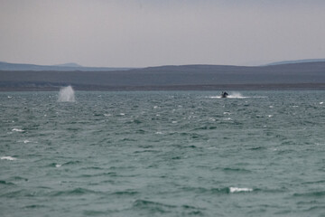 Obraz premium Arctic landscape