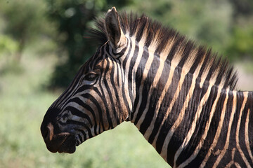 Steppenzebra / Burchell's zebra / Equus burchellii