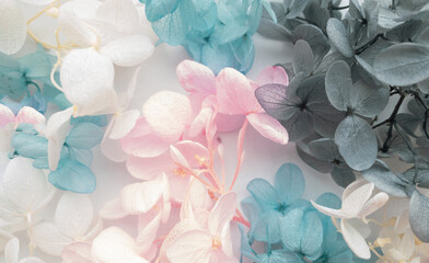 Flowers composition. Pattern made of hydrangea flowers different colors on white background. 