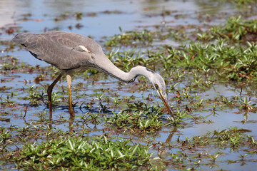 Afrikanischer Graureiher / Grey heron / Ardea cinerea