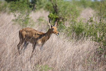 Großriedbock / Southern reedbuck or Common reedbuck / Redunca arundinum