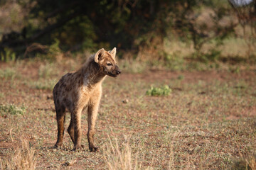Tüpfelhyäne / Spotted hyaena / Crocuta crocuta..