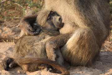 Bärenpavian / Chacma baboon / Papio ursinus......