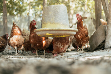 Free-range chicken in organic farm. Happy hen and chicken in nature organic. Organic farming concept.
