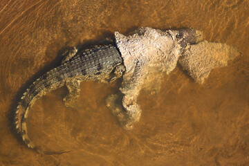 Nilkrokodil / Nile crocodile / Crocodylus niloticus..