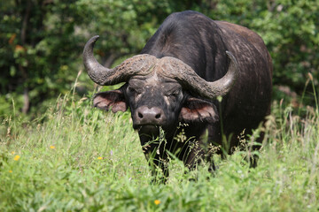 Naklejka premium Kaffernbüffel / African buffalo / Syncerus caffer
