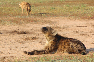 Tüpfelhyäne / Spotted hyaena / Crocuta crocuta..