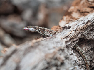 Seitliche Aufnahme einer Mauereidechse (Podarcis muralis)  die durch ein Loch in einen alten Baumstamm kriecht.