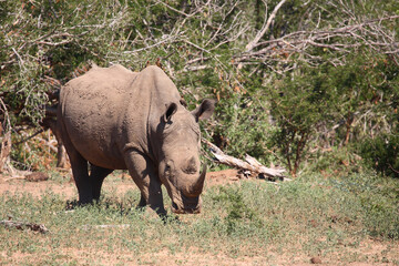 Breitmaulnashorn und Rotschnabel-Madenhacker / Square-lipped rhinoceros and Red-billed oxpecker /...