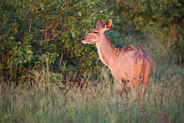 Großer Kudu und Gelbschnabel-Madenhacker / Greater kudu and Yellow-billed oxpecker / Tragelaphus strepsiceros et Buphagus africanus