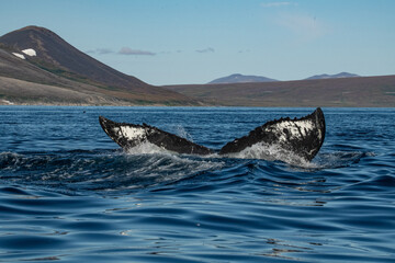 Fototapeta premium Whale tail