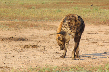 Tüpfelhyäne / Spotted hyaena / Crocuta crocuta..