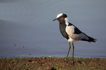 Waffenkiebitz / Blacksmith lapwing or Blacksmith plover / Vanellus armatus