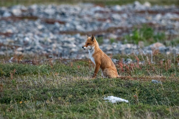 Red fox