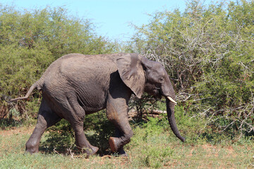 Afrikanischer Elefant / African elephant / Loxodonta africana