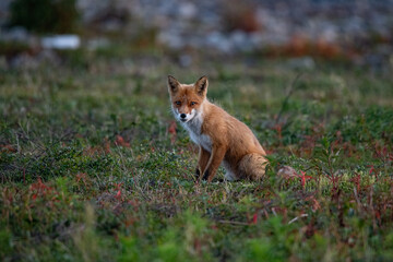 Red fox