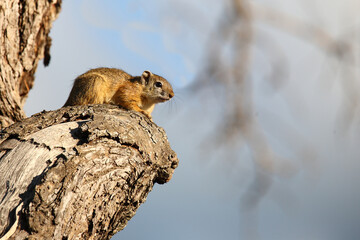 Ockerfußbuschhörnchen / Tree squirrel / Paraxerus Cepapi