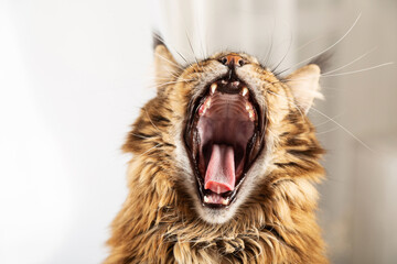 Maine coon cat yawns