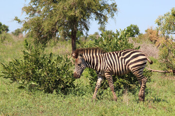 Steppenzebra / Burchell's zebra / Equus burchellii.