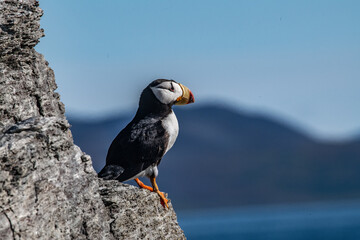 Arctic sea bird