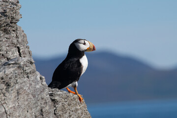 Arctic sea bird