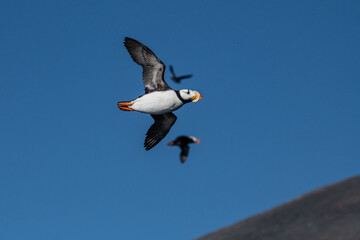 Arctic sea bird