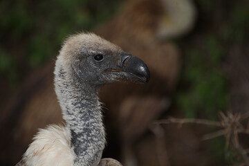 Weißrückengeier / White-backed vulture / Gyps africanus