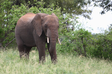 Fototapeta premium Afrikanischer Elefant / African elephant / Loxodonta africana