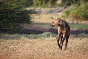 Tüpfelhyäne / Spotted hyaena / Crocuta crocuta..