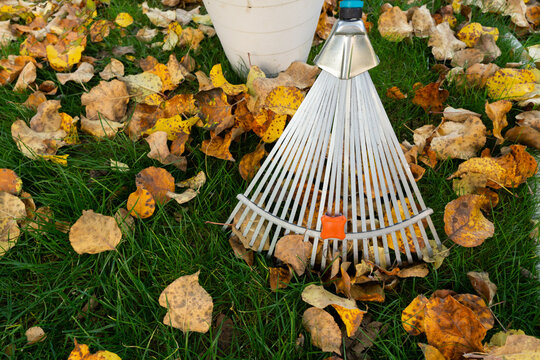 Removal of lying autumn leaves with special rakes for cleaning them up, sweeping up leaves and autumn cleaning, insect habitat, coming of winter