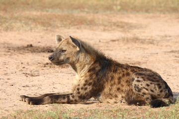 Tüpfelhyäne / Spotted hyaena / Crocuta crocuta..