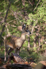 Obraz premium Klippspringer / Klipspringer / Oreotragus oreotragus