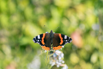 Red admiral butterfly (Vanessa atalanta).