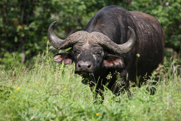 Kaffernb&uuml;ffel / African buffalo / Syncerus caffer