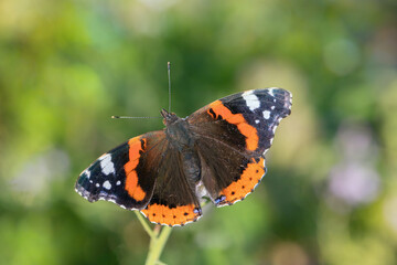 Fototapeta na wymiar Red admiral butterfly (Vanessa atalanta) at a meadow.