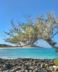 Tree on the beach  Semau Island - East Nusa Tenggara - Indonesian
