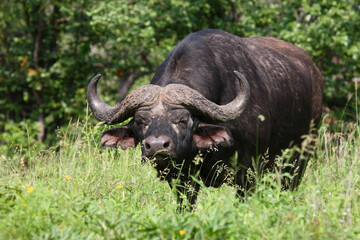 Kaffernbüffel / African buffalo / Syncerus caffer