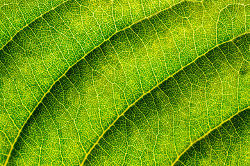 Obraz premium Detail from a leaf.