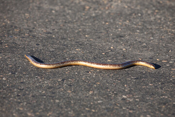 Delalande's Blindschleiche / Delalande's beaked blind snake / Rhinotyphlops lalandei